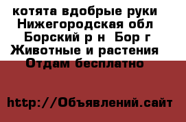 котята вдобрые руки - Нижегородская обл., Борский р-н, Бор г. Животные и растения » Отдам бесплатно   